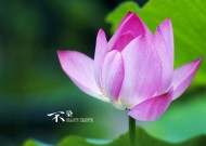 kaiyun官方入口登录-沃尔夫斯堡球员表现出色，助球队取得胜利，沃尔夫斯堡最新阵容