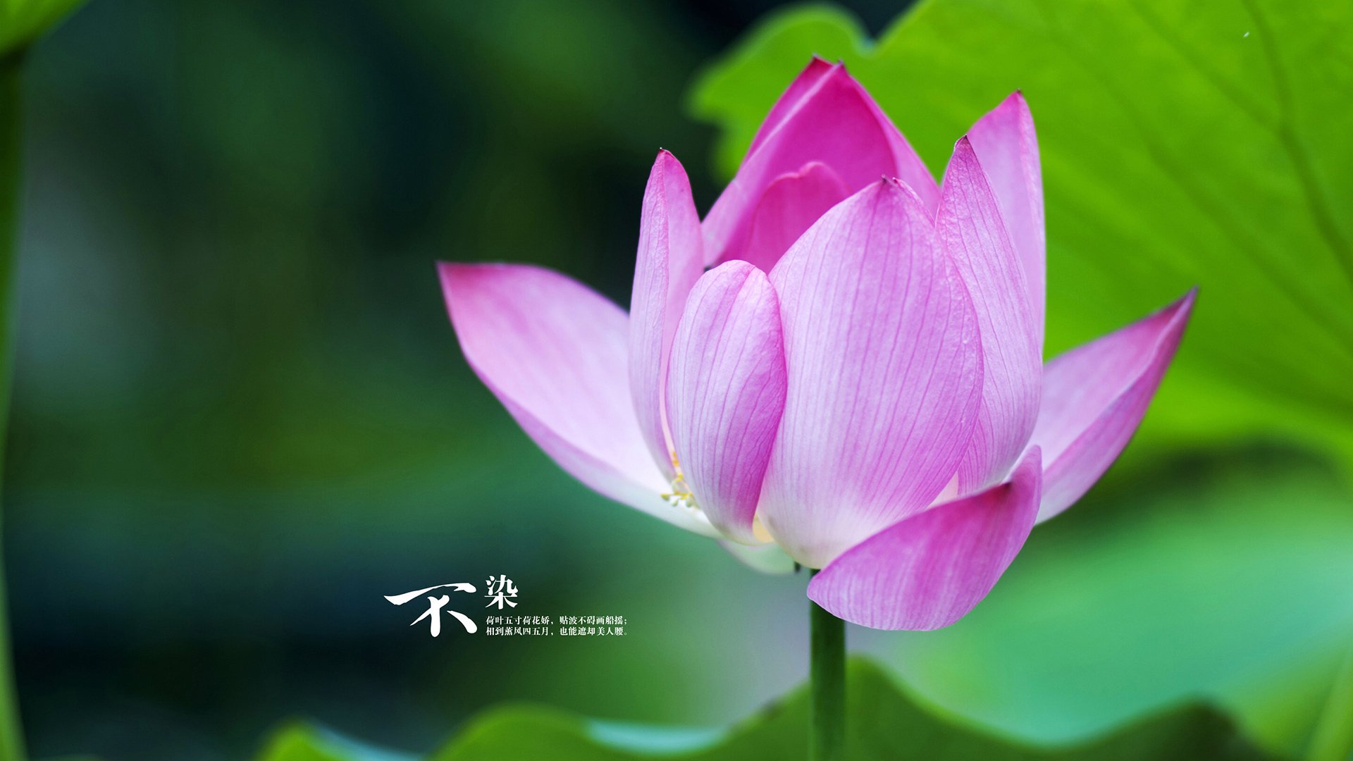 kaiyun官方入口登录-沃尔夫斯堡球员表现出色，助球队取得胜利，沃尔夫斯堡最新阵容  第1张